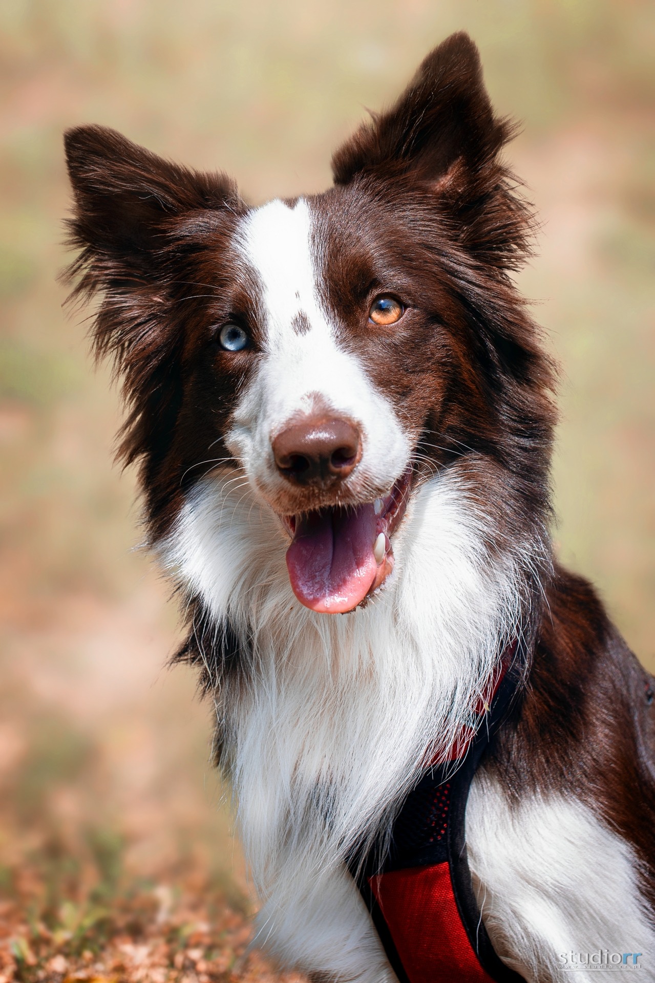 Portret psa rasy Border Collie o heterochromii, z jednym okiem niebieskim i drugim brązowym, w czerwonej uprzęży, na rozmytym tle.