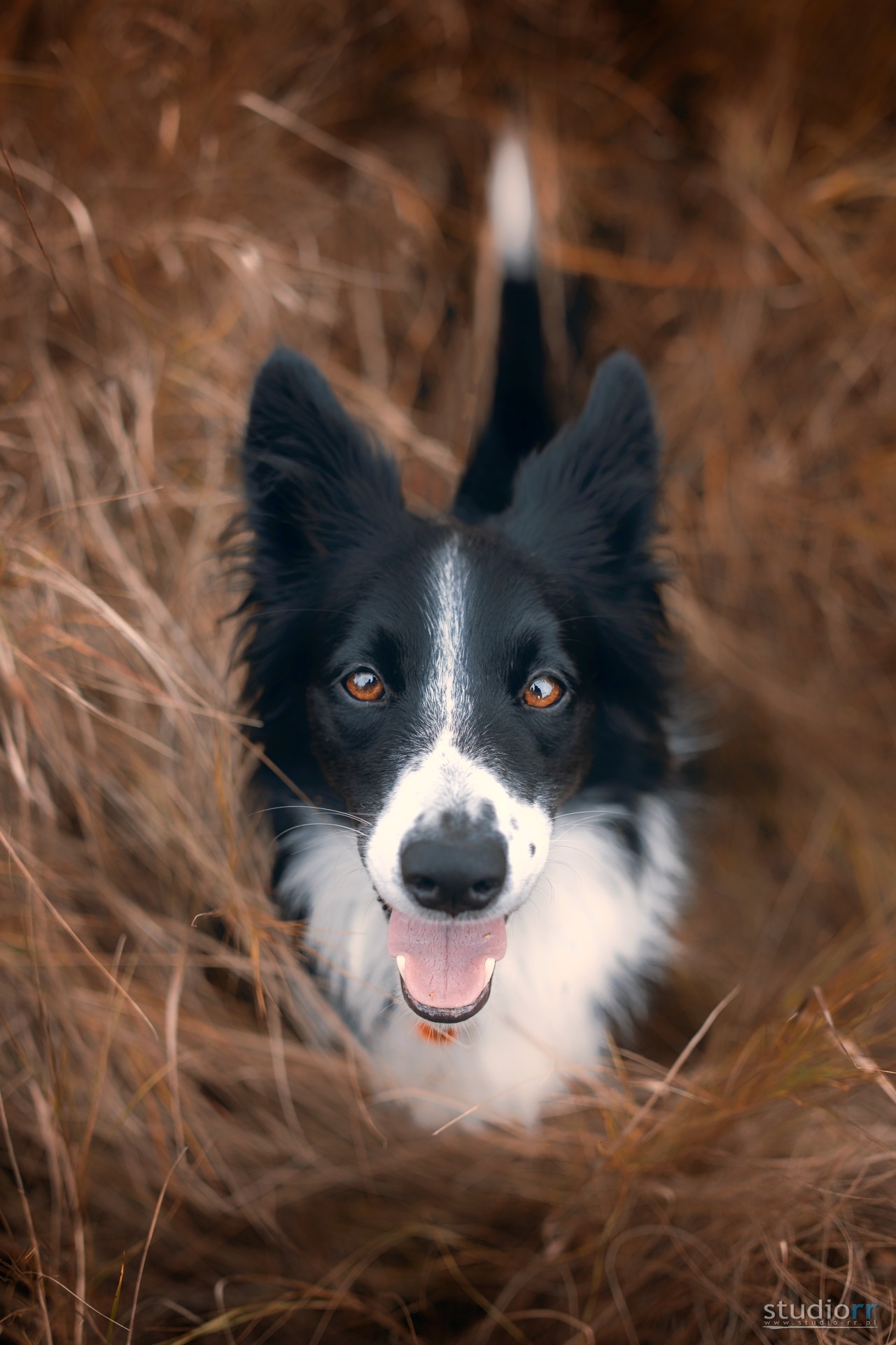 Border Collie z brązowymi oczami spogląda w górę z zarośli suchej trawy, z otwartym pyskiem i widocznym językiem.