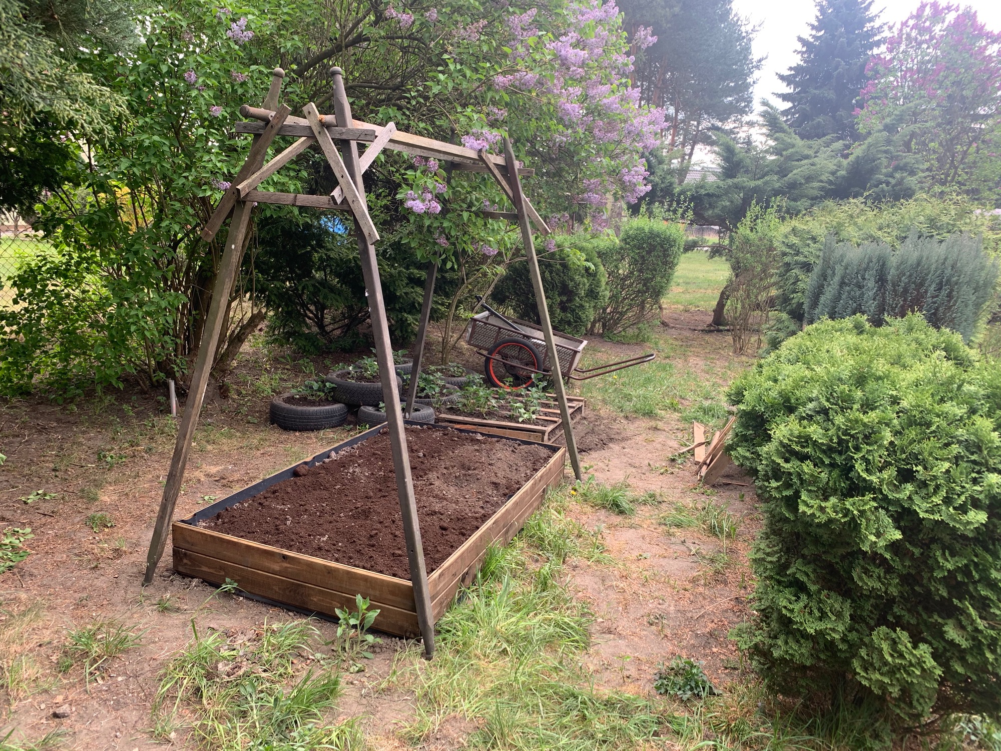 Drewniana rabata warzywna z napełnioną ziemią i stelażem z surowego drewna, w tle wózek ogrodowy i kwitnący bez.