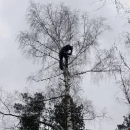 Arborysta w hełmie, na wysokości, przy użyciu liny, tnie gałęzie brzozy, na tle pochmurnego nieba i koron iglastych drzew