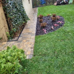 Ścieżka z kostki brukowej w ogrodzie, obok rabata z korą i roślinami, trawnik po deszczu, ściana budynku z bluszczem.