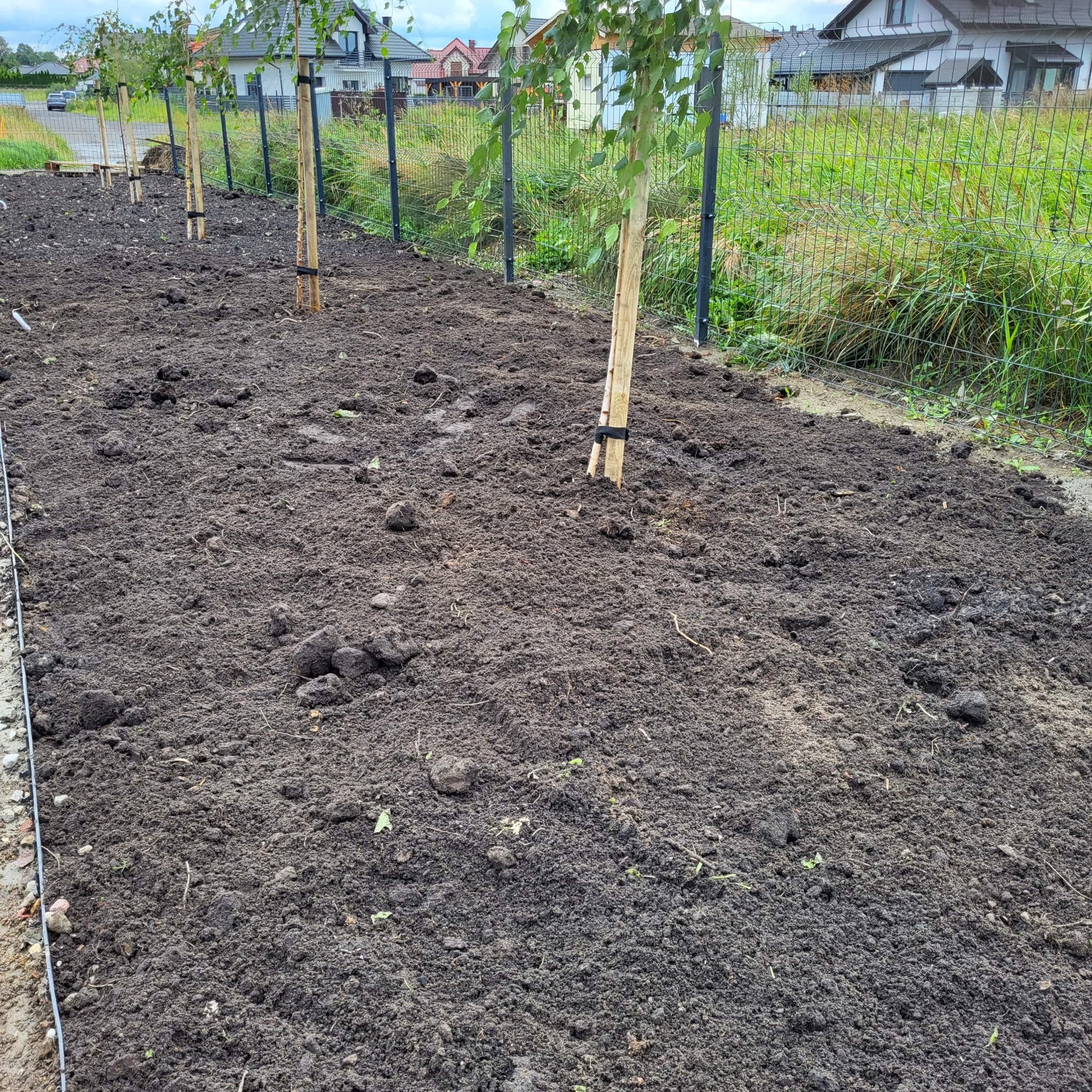 Przygotowany teren pod nasadzenia drzew, młode brzozy zabezpieczone drewnianymi palikami i czarnymi taśmami, widoczna siatka ogrodzeniowa i domy w tle.