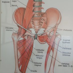 Progres Barbara Sitek - Anatomiczny schemat mięśni bioder i ud, z zaznaczonymi nazwami: Psoas major, Iliacus, Obturator internus, Piriformis, Adductor brevis, Gracilis, Sartorius i inne.