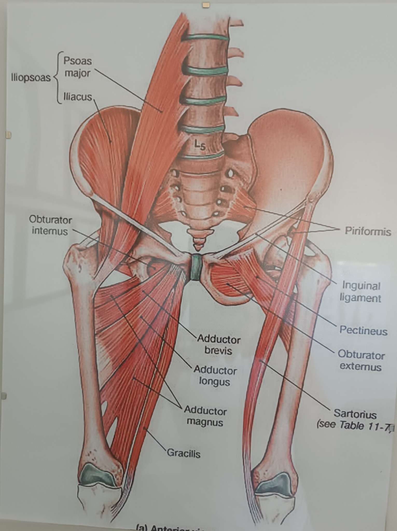 Anatomiczny schemat mięśni bioder i ud, z zaznaczonymi nazwami: Psoas major, Iliacus, Obturator internus, Piriformis, Adductor brevis, Gracilis, Sartorius i inne.