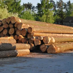 Stos okrągłych bali drewna ułożonych na placu, w tle zielone drzewa i drewniany budynek gospodarczy. Na niektórych balach widoczne czerwone oznaczenia.