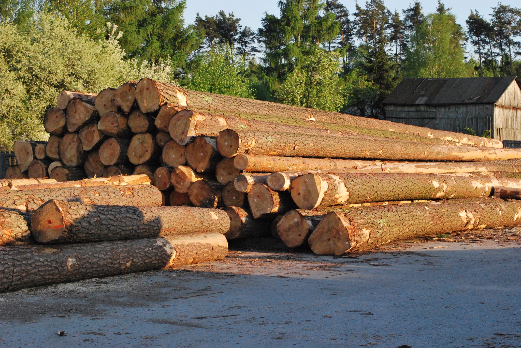 Stos okrągłych bali drewna ułożonych na placu, w tle zielone drzewa i drewniany budynek gospodarczy. Na niektórych balach widoczne czerwone oznaczenia.
