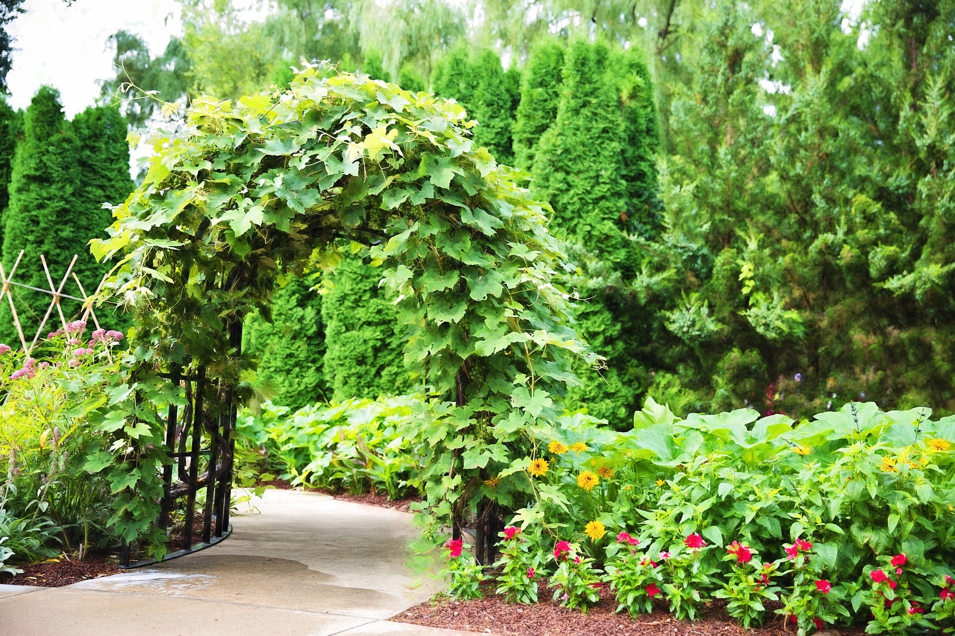 Metalowa pergola porośnięta zielonym bluszczem, prowadząca do ogrodu z różnorodną roślinnością, w tle wysokie tuje.