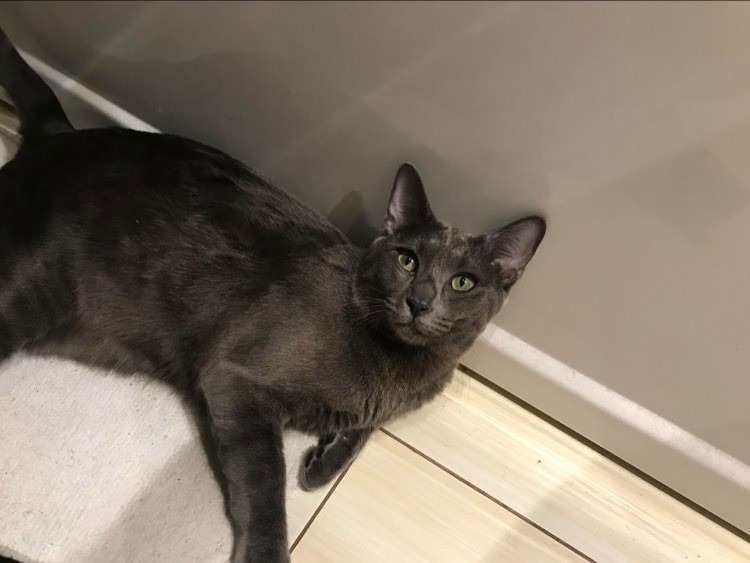 Szary kot rasy korat leży na kafelkach, spoglądając w górę zielonymi oczami, z widoczną teksturą sierści i padającym światłem na ścianie.