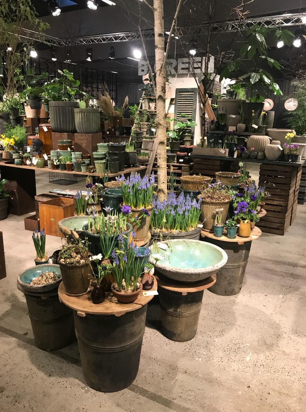 Ekspozycja różnorodnych roślin w donicach i ceramicznych misach na tle sklepu ogrodniczego, w centrum widoczny pień drzewa.