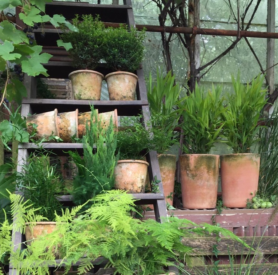 Różnorodne rośliny w terakotowych donicach, ułożone na drewnianej drabinie w ogrodzie zimowym z widocznymi winogronami.