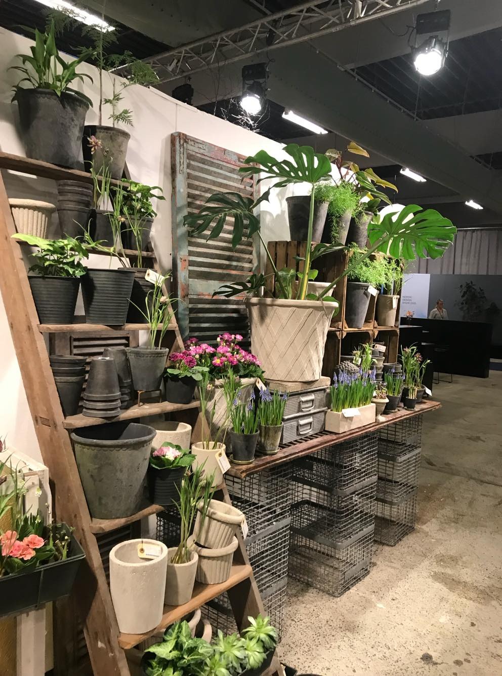 Ekspozycja roślin doniczkowych i donic w różnych rozmiarach i stylach, ustawionych na drewnianej drabinie i metalowych regałach, z dekoracyjną, starą, drewnianą żaluzją w tle.