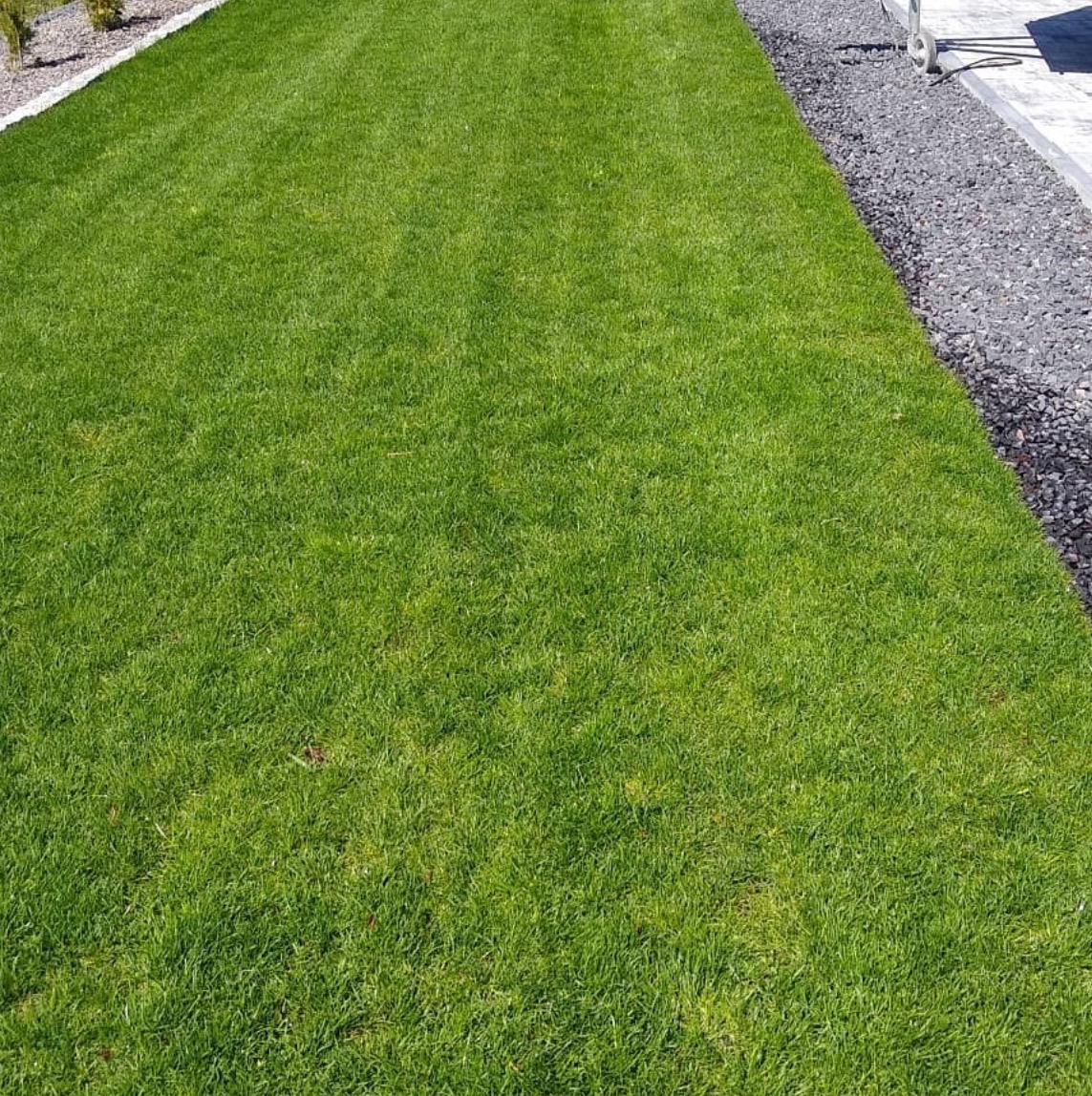 Idealnie przystrzyżony trawnik z widocznymi pasami po kosiarce, obrzeże z drobnego kamienia i fragment chodnika z kostki.