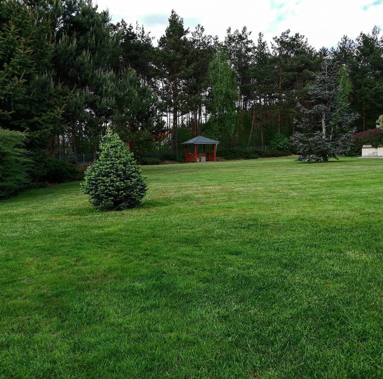 Idealnie przystrzyżony trawnik z małą choinką i altaną w tle, otoczony lasem.