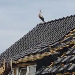 Bocian stojący na częściowo pokrytym czarną dachówką dachu domu w trakcie budowy, z widocznymi łatami i przygotowanymi do położenia dachówkami.