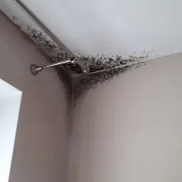 Zacieki i czarny grzyb na styku ściany i sufitu w rogu pokoju, widoczny karnisz i fragment żółtej ściereczki w dolnej części kadru.