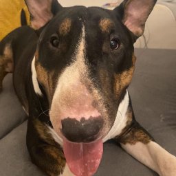 Wyprowadzanie psów Wrocław 2