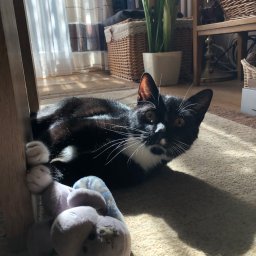 Wyprowadzanie psów Wrocław 3