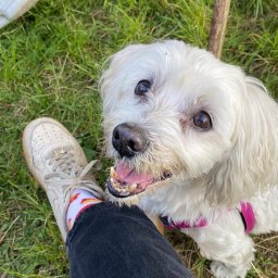 Wyprowadzanie psów Wrocław 4