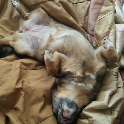 Wyprowadzanie psów Wrocław 1