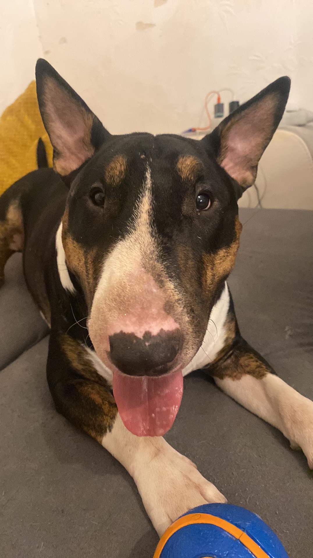 Portret leżącego Bull Terriera tricolor z wywieszonym językiem i niebieską piłką na szarym tle kanapy.