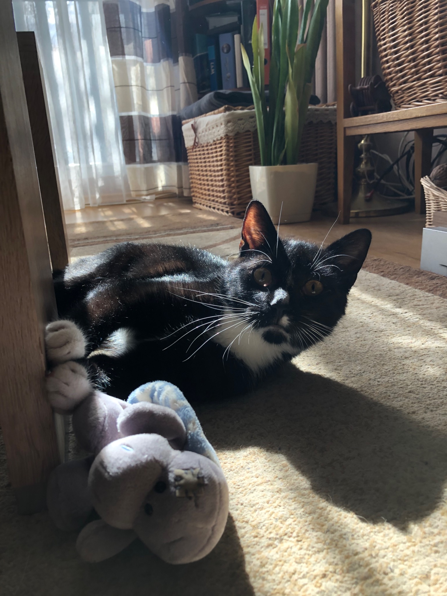 Czarno-biały kot leży na dywanie w promieniach słońca, opierając się łapami o nogę krzesła i przytulając pluszowego słonia.