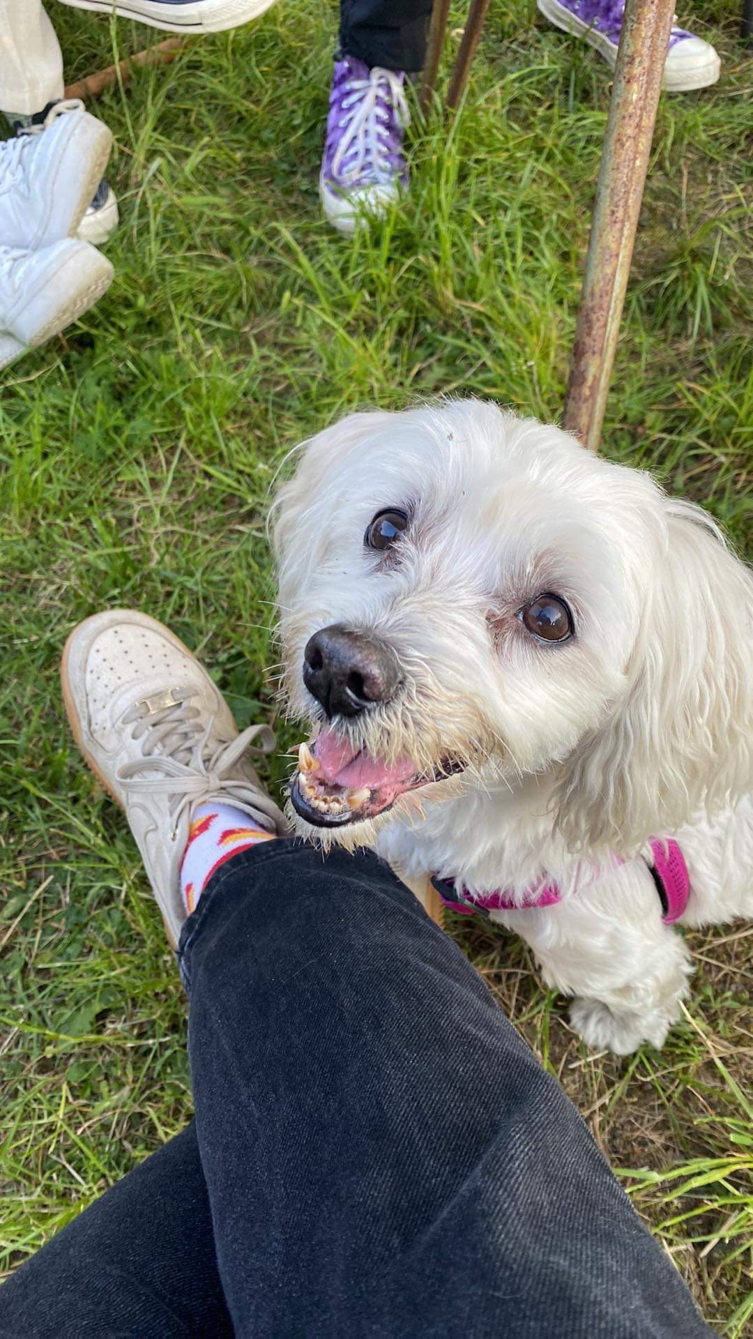 Mały, biały pies z różową uprzężą spogląda w górę, siedząc na trawie obok nogi w czarnych spodniach i białym bucie z kolorową skarpetką, w tle inne osoby i buty.