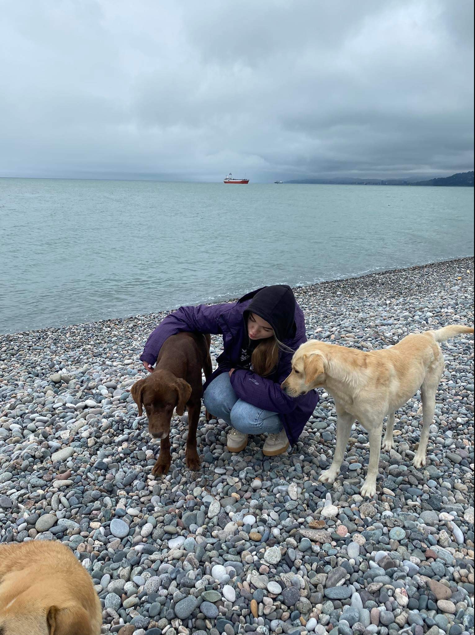 Kobieta w fioletowej kurtce kuca na kamienistej plaży, obejmując brązowego labradora, obok stoi beżowy labrador, w tle pochmurne niebo i morze z widocznym statkiem.