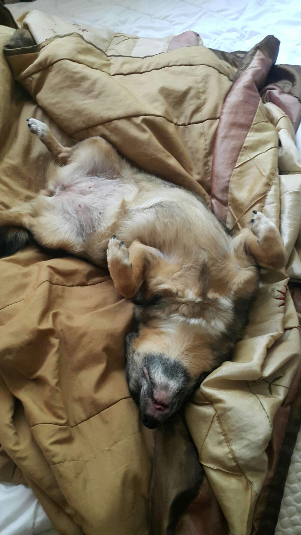 Śpiący pies leży na plecach, rozciągnięty na brązowo-złotej, satynowej pościeli, z widocznym brzuchem i łapami skierowanymi do góry.