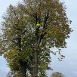 Arborysta w żółtej kamizelce, w koronie drzewa z częściowo obciętymi gałęziami, na tle pochmurnego nieba.