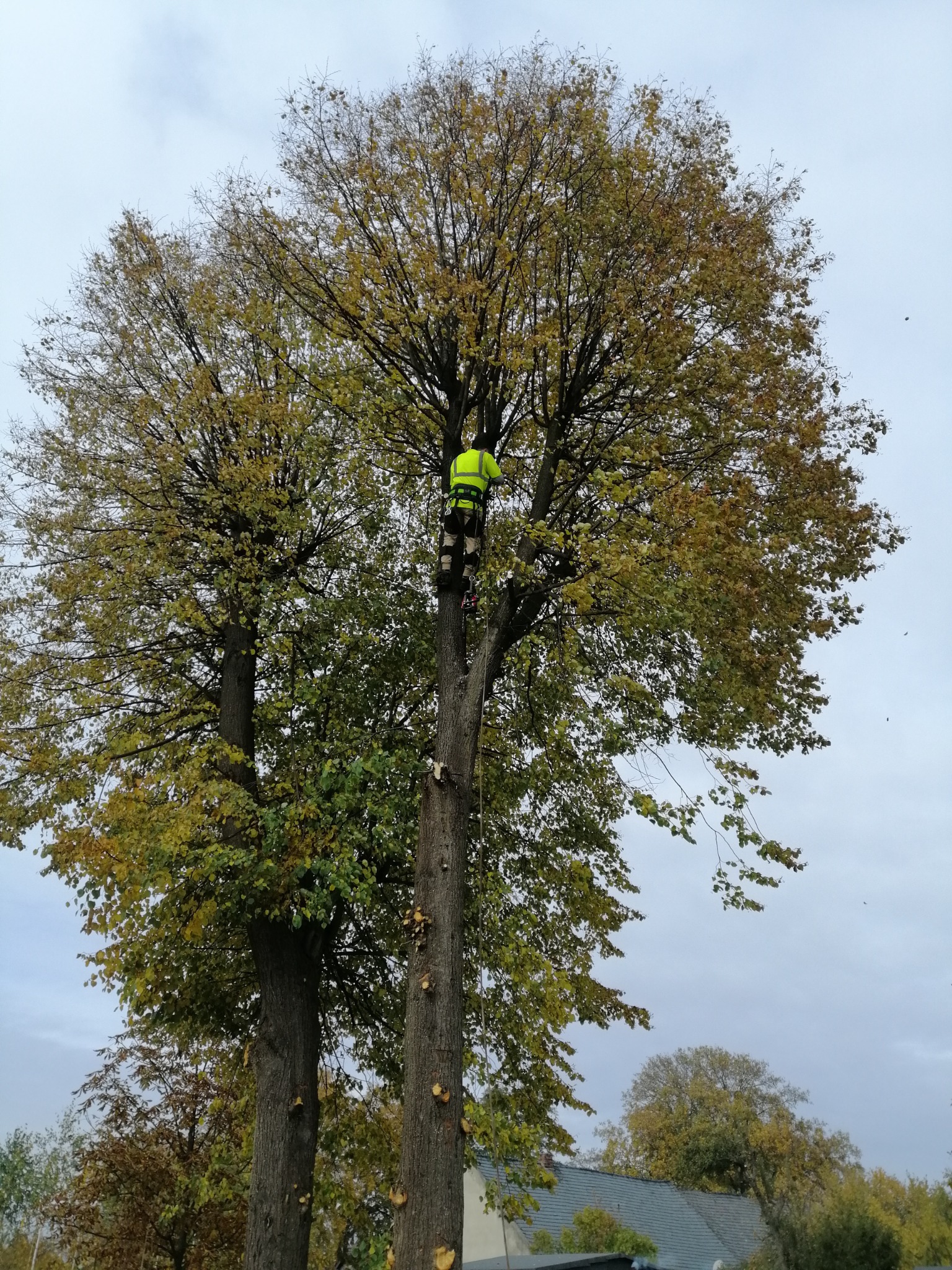 Arborysta w żółtej kamizelce, w koronie drzewa z częściowo obciętymi gałęziami, na tle pochmurnego nieba.