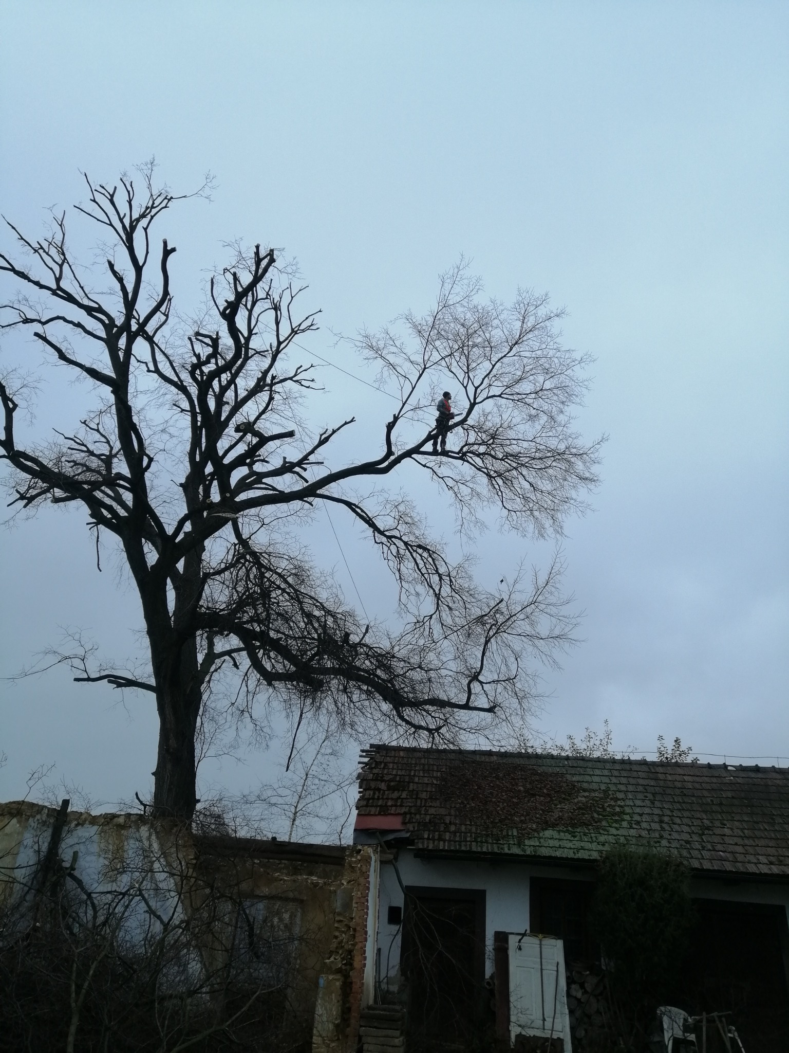 Alpinistyczna podcinka drzew