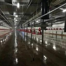Wnętrze hali produkcyjnej po umyciu posadzki, widoczne mokre, odbijające światło podłoże oraz systemy podawania paszy. Perspektywa w głąb hali podkreśla jej rozmiar.