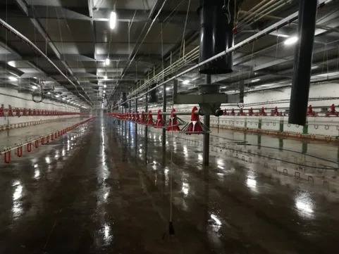 Wnętrze hali produkcyjnej po umyciu posadzki, widoczne mokre, odbijające światło podłoże oraz systemy podawania paszy. Perspektywa w głąb hali podkreśla jej rozmiar.