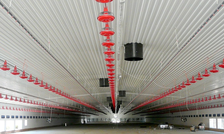 Wnętrze przemysłowej hali z falistym metalowym sufitem, wyposażone w rzędy czerwonych karmników i czarnych wentylatorów pod sufitem, widok perspektywiczny wzdłuż hali.