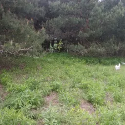 Stado białych kur na zielonej łące pod sosnami, swobodny chów.