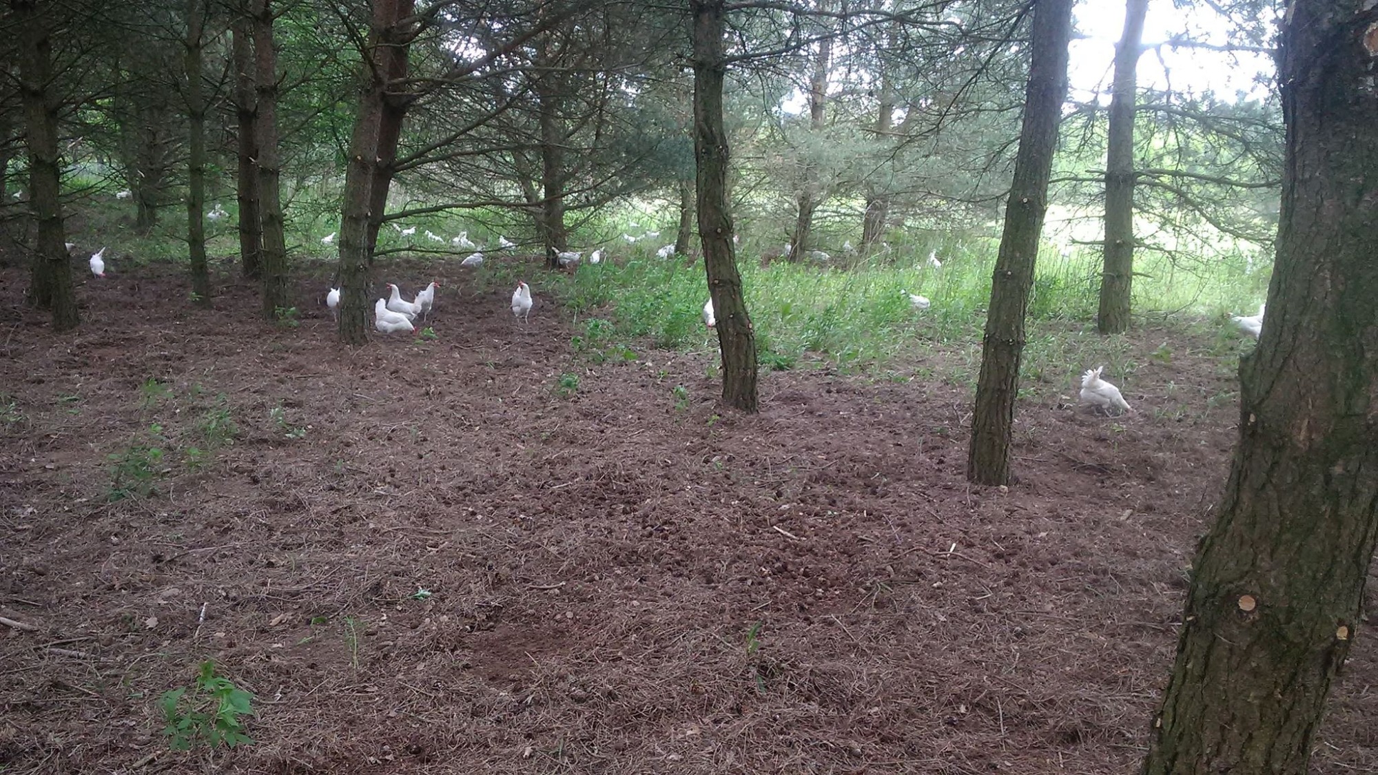Stado białych kur na ściółce leśnej pod drzewami iglastymi.