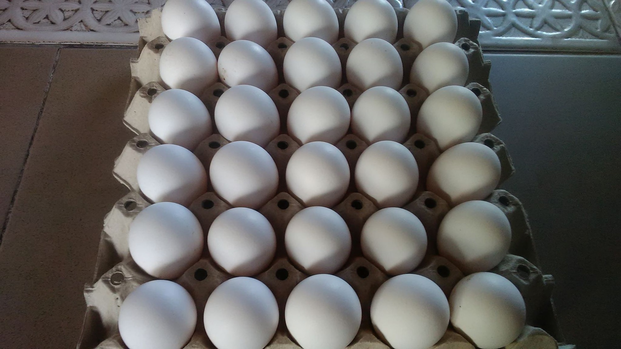 jajka z wolnego wybiegu od kur rasy leghorn