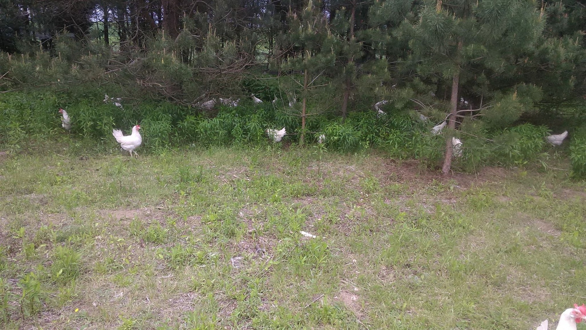 Stado białych kur na zielonej łące z lasem w tle, kurczak z czerwonym grzebieniem na pierwszym planie.