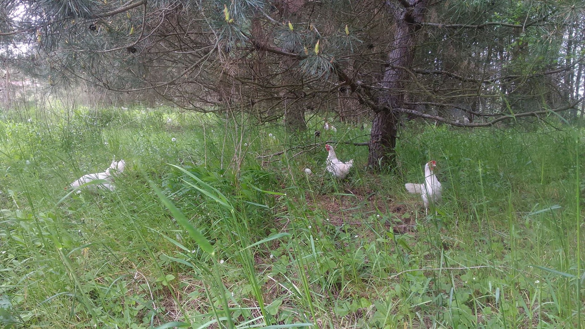 Białe kury spacerujące po zarośniętej łące pod drzewami iglastymi.