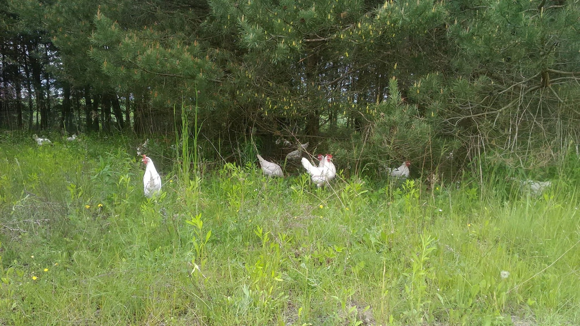 Stado kur rasy białej swobodnie pasące się na zarośniętej łące pod sosnami.