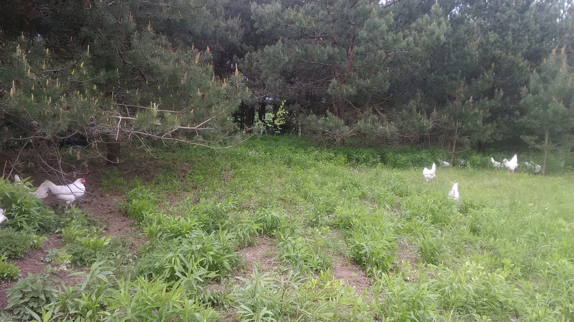 Stado białych kur na zielonej łące pod sosnami, swobodny chów.