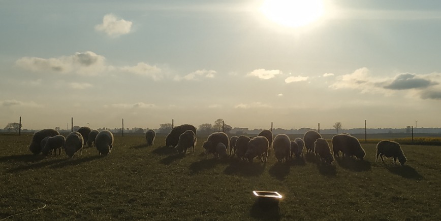 hodowla owiec merynos polski