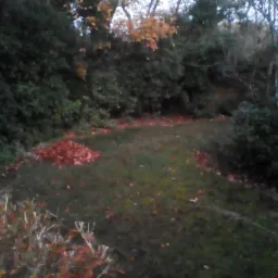 Regularnie grabione liscie, szyszki i galèzie odswiezajà wyglàd trawnika.