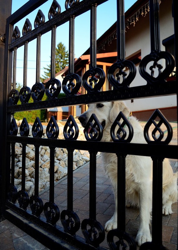 Czarny metalowy płot z dekoracyjnymi elementami w kształcie serc i łez, przez który spogląda biały pies rasy Golden Retriever, widoczny fragment domu w tle.