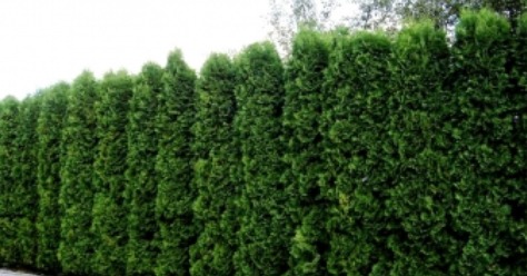 Gęsty, równo przycięty żywopłot z ciemnozielonych tui szmaragd, tworzący naturalny ekran w ogrodzie.