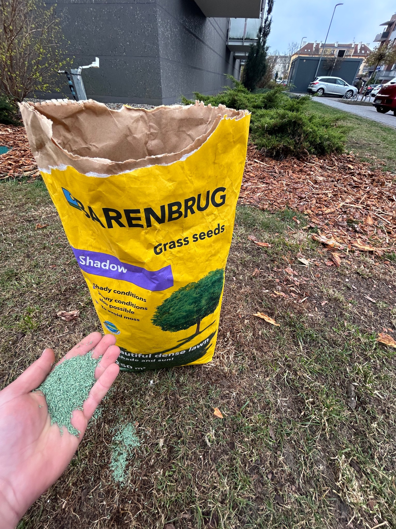 Żółty worek z nasionami trawy Barenbrug 'Shadow' na trawniku, obok dłoń rozsypująca nasiona. W tle budynek mieszkalny i elementy krajobrazu miejskiego.