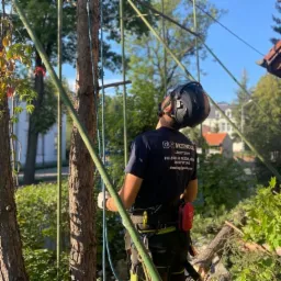Arborysta w kasku i uprzęży, w trakcie wspinaczki na drzewo, zabezpieczony linami, z widocznymi ściętymi gałęziami w tle.