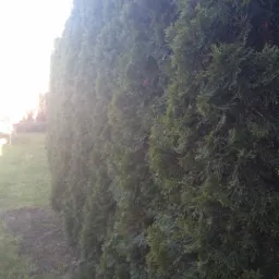 Gęsty żywopłot z tuj szmaragdowych tworzący naturalny ekran, widok z dołu na tle trawnika i rozproszonego światła słonecznego.