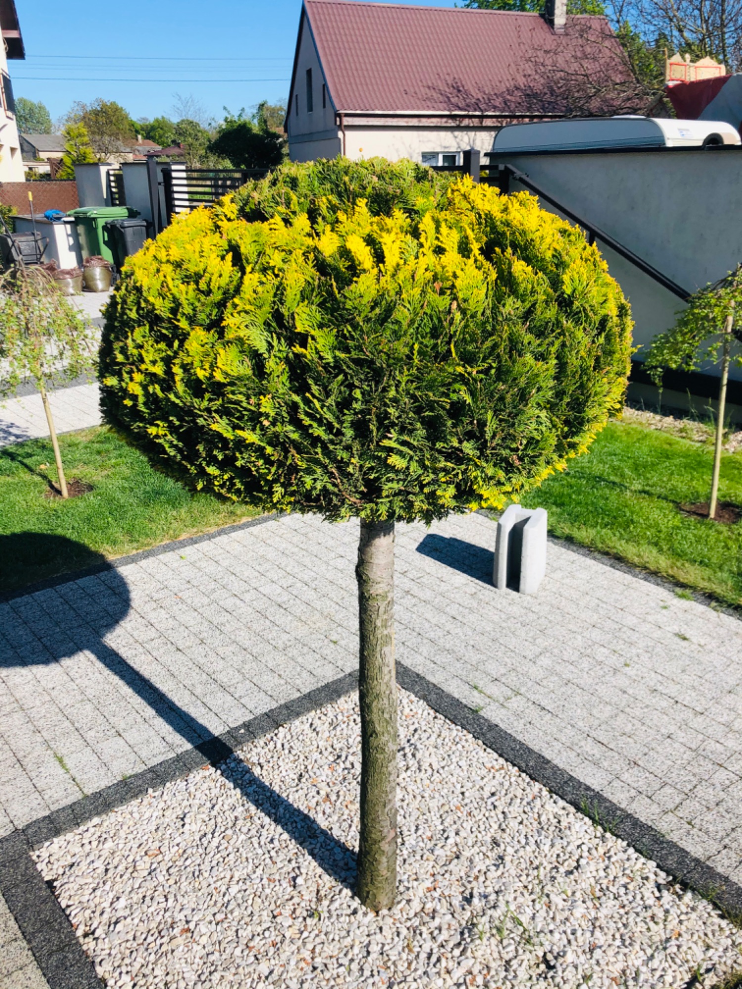 Krzew iglasty w kształcie kuli na trawniku, otoczony jasnym żwirem i kostką brukową, w tle dom jednorodzinny.
