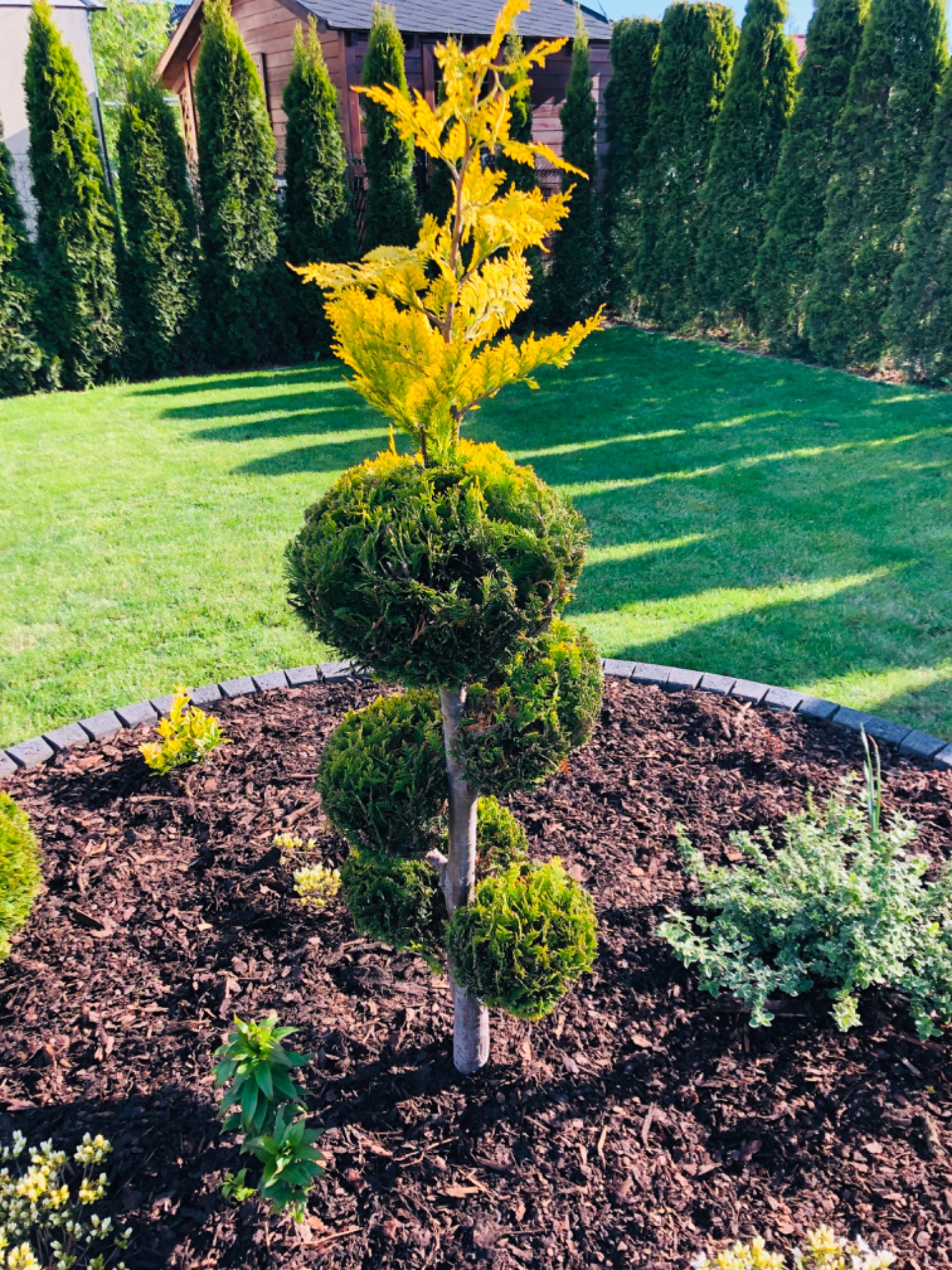Ozdobne drzewko formowane w kulki z żółtą koroną, otoczone korą i obrzeżem z kostki, na tle zadbanego trawnika i szpaleru tuj.